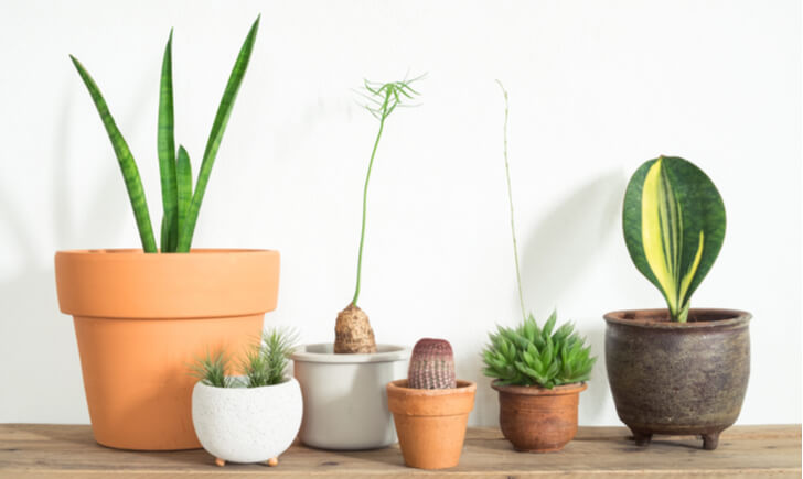 500円前後で買えるおしゃれ観葉植物おすすめ14選 Biotonique ビオトニーク