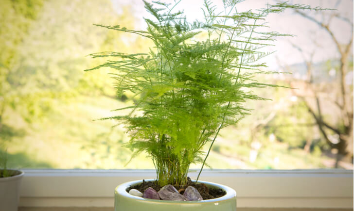 リビングに置きたい観葉植物19選 風水効果別おすすめの種類や運気が上がる方角は Biotonique ビオトニーク