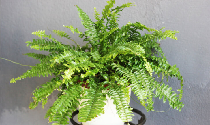 シダ系は観葉植物として人気 その特徴とおすすめの種類5選 Biotonique ビオトニーク