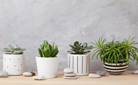 観葉植物を安い価格で購入したい おすすめ通販サイト5選と利用するときのポイント Biotonique ビオトニーク