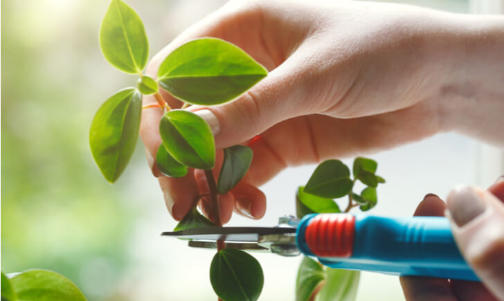 観葉植物におすすめの剪定ばさみ15選 使い方やお手入れ方法もご紹介 Biotonique ビオトニーク