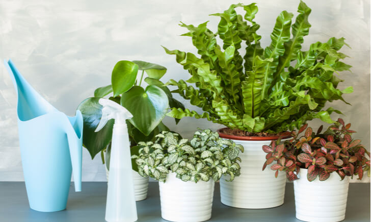 ペペロミアの育て方 観葉植物 初心者でも失敗しないポイントや植え替え方法を解説 Biotonique ビオトニーク