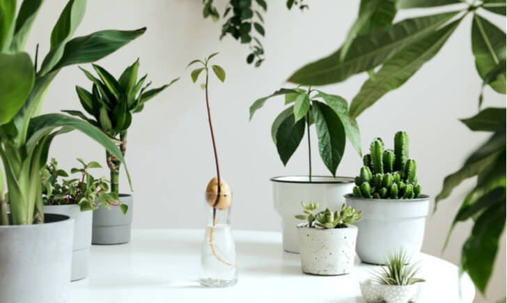 観葉植物の鉢をおしゃれに飾るアイデア