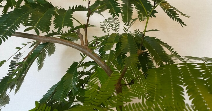 エバーフレッシュの育て方 観葉植物 初心者でも失敗しないポイントや植え替え方法を解説 Biotonique ビオトニーク