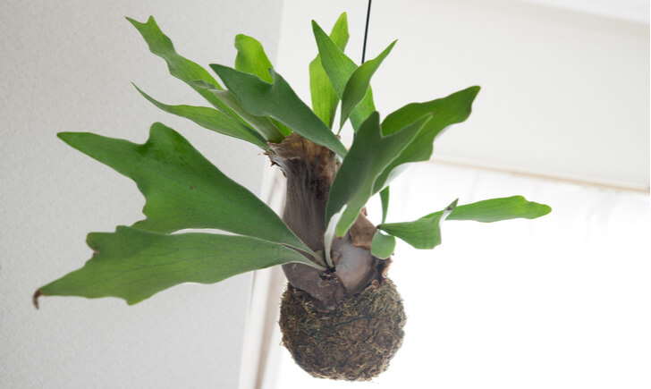 珍しい観葉植物15選 レアな希少品種の魅力と育て方ポイント Biotonique ビオトニーク