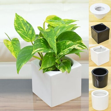 通販で買えるポトスおすすめ12選 数ある葉の色や模様から好みを見つけよう Biotonique ビオトニーク