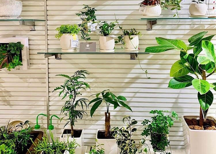 Botanical Lounge そごう横浜店 Biotonique ビオトニーク