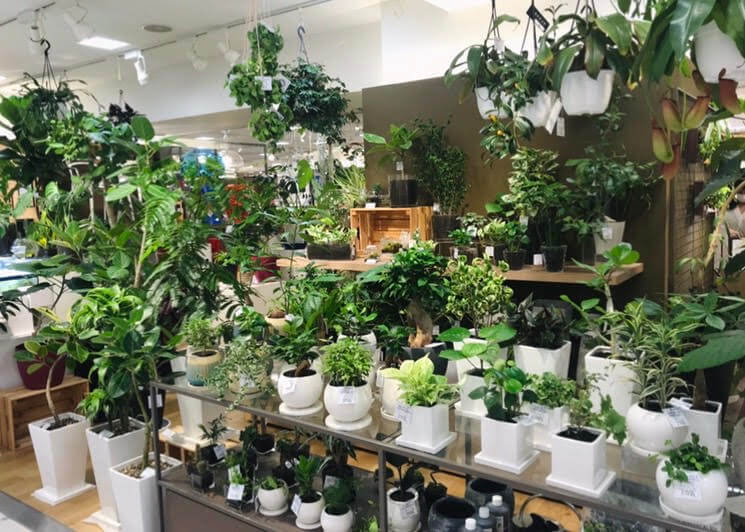 Botanical Lounge 西武池袋店 Biotonique ビオトニーク