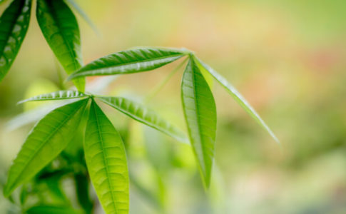 観葉植物 通販で買えるパキラおすすめ11選 幹や葉の特徴からお気に入りを選ぼう Biotonique ビオトニーク