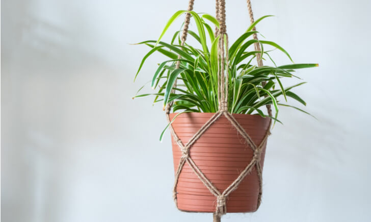 オリヅルランの風水効果で運気アップ おすすめの置き場所と方角を知ろう 観葉植物 Biotonique ビオトニーク