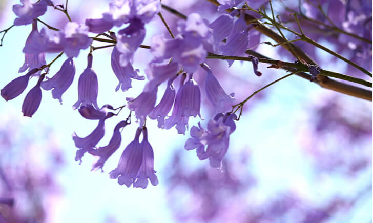 通販で買える観葉植物 ジャカランダ おすすめ11選 種類別 目的別で一挙にご紹介 Biotonique ビオトニーク