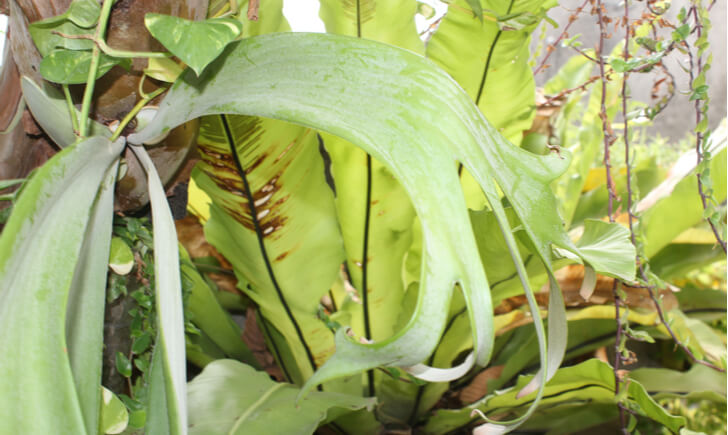 コウモリランは特殊な葉を持つ植物