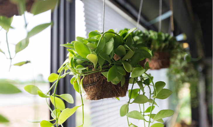 観葉植物を上手に吊るす ハンギング 方法とおすすめグリーン10選 Biotonique ビオトニーク