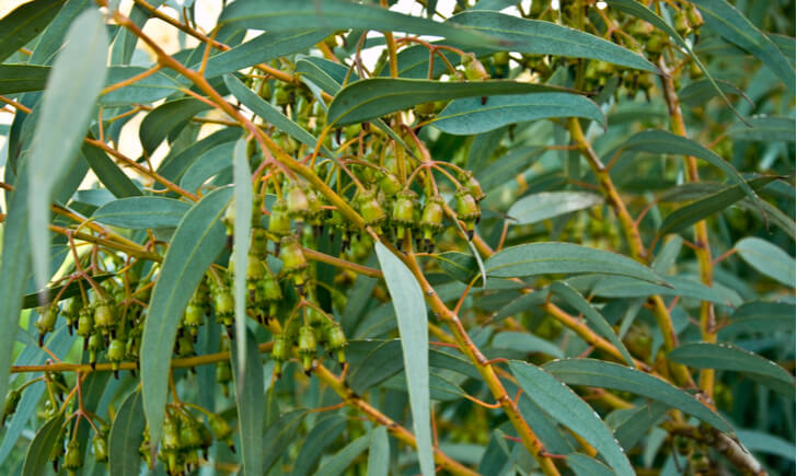 レモンユーカリエッセンシャルオイルの仕組み