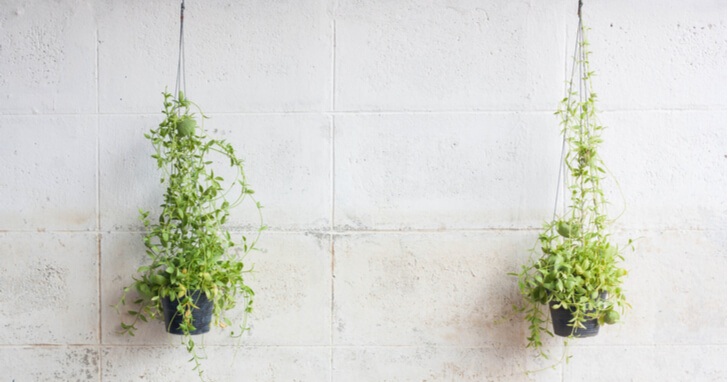 観葉植物を壁掛けでおしゃれに飾る方法とおすすめ10選！ | BIOTONIQUE｜ビオトニーク