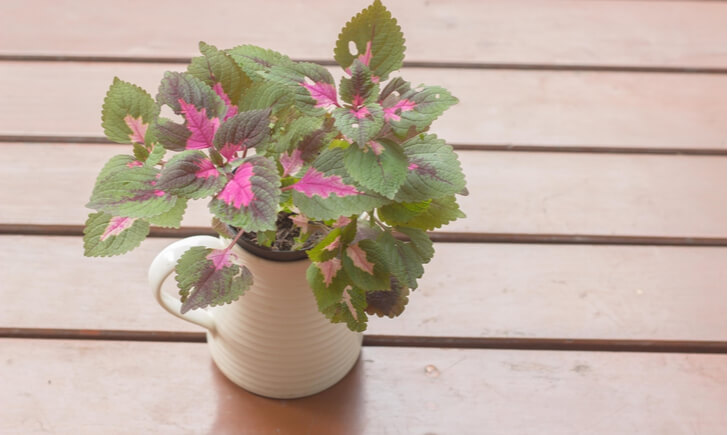 カラーリーフ人気の15品種 花壇や寄せ植え用の直射日光に強いおすすめのものは Biotonique ビオトニーク