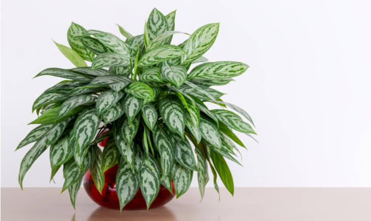 出産祝いに観葉植物を贈ろう 人気の観葉植物とおすすめギフト16選 Biotonique ビオトニーク