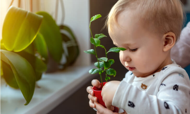 赤ちゃんと観葉植物