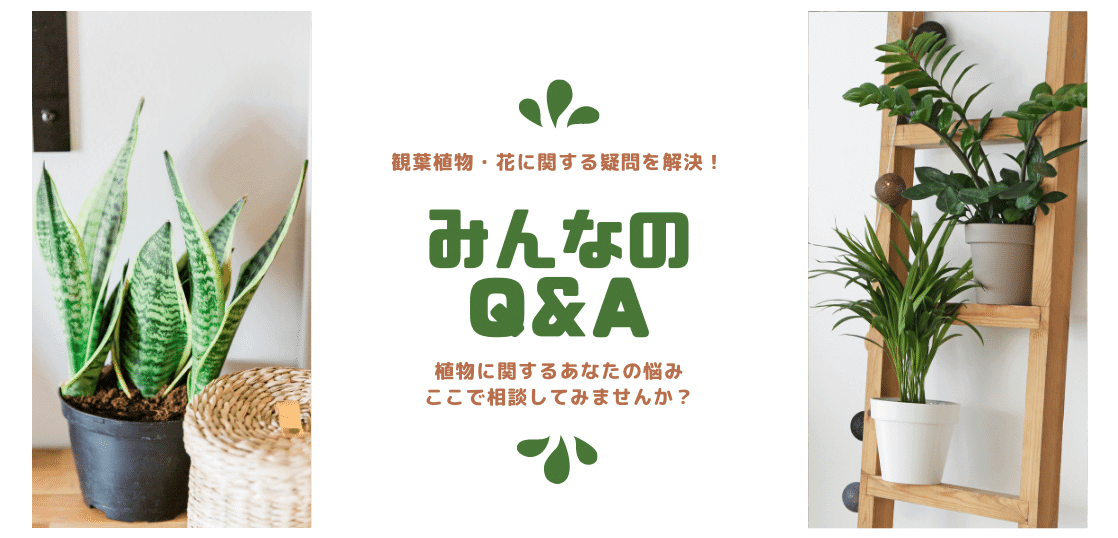 観葉植物はコバエ 虫 対策が重要 効果的な予防 駆除方法 Biotonique ビオトニーク