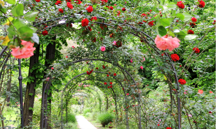 ガーデニングアーチおすすめ10選！庭を素敵に演出するバラアーチの作り方も - BIOTONIQUE｜ビオトニーク