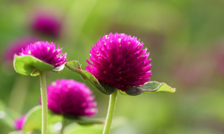 丸い花が可愛らしい夏の園芸植物「千日紅（センニチコウ）」　