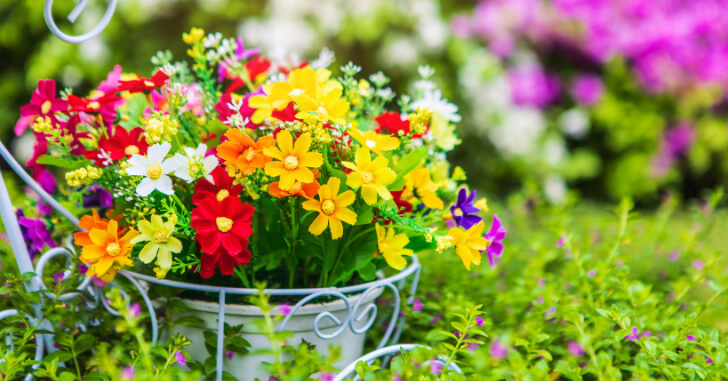 春の花を楽しむガーデニング！初心者にもおすすめの花15選と管理のポイント