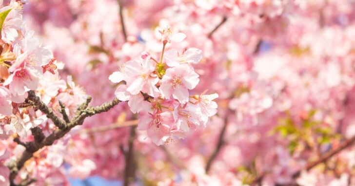 鉢植えの桜の育て方：桜を小さく育てるポイントを解説