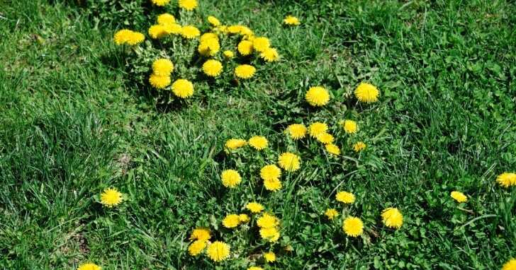 芝生の雑草対策はどうすれば？予防＆対処法とおすすめ薬剤を確認